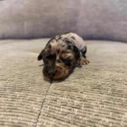 Magnolia - Dapple female Dachshund puppy in Dinwiddie, Virginia from White Oak Kennels
