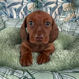 Maya - Red female Dachshund puppy in Winton, California from Lashunds Miniature Dachshunds