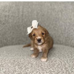 Poppy - Apricot female Goldendoodle puppy in Layton, Utah from Gracious Doodle Dogs
