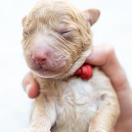 Goldendoodle and Golden Mountain Doodle Puppies from Howard Hills Doodles
