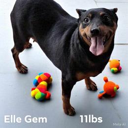 Ellie Gem - Miniature Pinscher