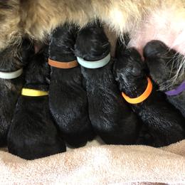 3rd Pick female - Black female German Shepherd puppy in Elkmont, Alabama from Oakmont Shepherds