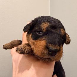 Baby Girl Yellow - Black and tan female Airedale Terrier puppy in Mooresville, North Carolina from Farm 55