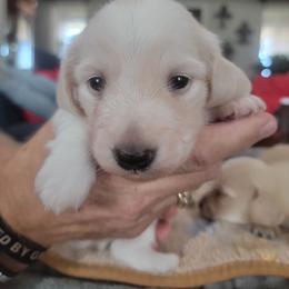 CHARLIE - Piebald male Dachshund puppy in Fort Worth, Texas from Chadwick Farms Mini Dachshunds