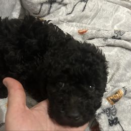 Ziggy - Black male Goldendoodle puppy in Centralia, Missouri from Oodles Of Doodles Mo.