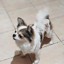Victoria - Chihuahua