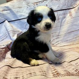 Kringle - Black tri male Miniature Australian Shepherd puppy in Port Saint Lucie, Florida from Charlene Brannon's Mini Australian Shepherds