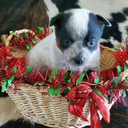 Full mask - Blue speckled female Australian Cattle Dog puppy in Lenoir, North Carolina from Blue Coyote Ranch