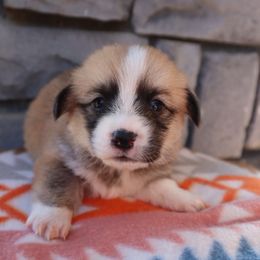 Female 1 Kit Kat - Red female Pembroke Welsh Corgi puppy in Bakersfield, California from Kern River Corgis