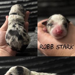 Robb Stark - Blue merle male Border Collie puppy in Sanger, California from Flying M Cactus Ranch Buddies