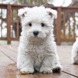 West Highland White Terrier Puppies from The West Acres