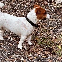 Gus - Jack Russell Terrier