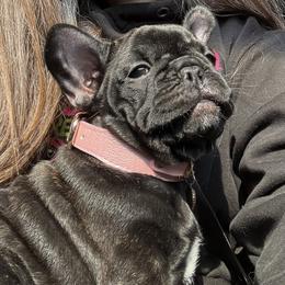 French Bulldog Puppies from Top Billin' Frenchies, LLC