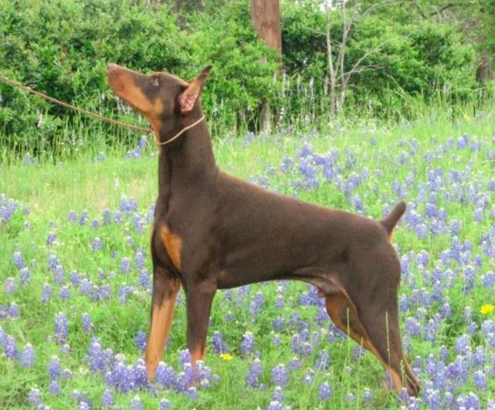 Draggin Dobermans & Great Danes in Texas Doberman Pinscher puppies