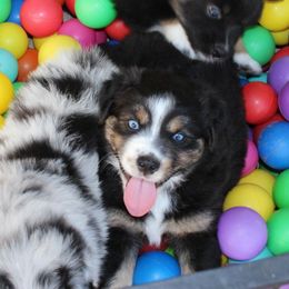 Summit - Black tri-color male Australian Shepherd puppy in Iota, Louisiana from C'est Bon Aussies Australian Shepherds