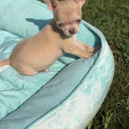 Luna - Fawn female Chihuahua puppy in Amity, Pennsylvania from Rhoda and Verna