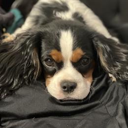 Eddie - Cavalier King Charles Spaniel