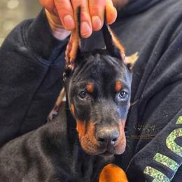 Krampus - Black and rust male Doberman Pinscher puppy in China Township, Michigan from Snell's Superior Kennel Dobermann & GSP