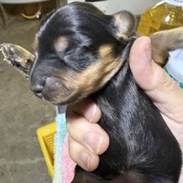 Blackbird - Black and tan female Dachshund puppy in Mayport, Pennsylvania from PA's Darling Doxies