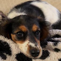 Dol - Dachshund