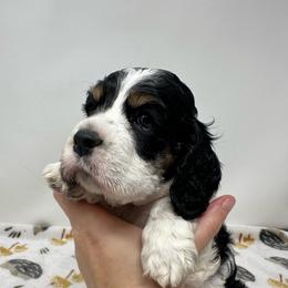 Patriot - Black and white male Cocker Spaniel puppy in Cincinnati, Ohio from Abundance of Joy LLC Cocker Spaniels