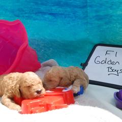 Goldendoodle and Aussiedoodle Puppies from Plumcreek Acres