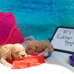 Goldendoodle and Aussiedoodle Puppies from Plumcreek Acres