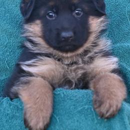 Black Pink White - Black and red female German Shepherd puppy in Florissant, Colorado from Vom Dortmunder German Shepherds