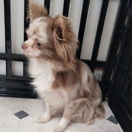 Eden - Chihuahua