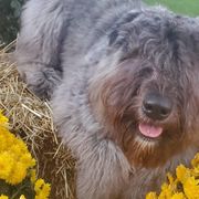 Bouvier des Flandres from Blue Sky Bouviers