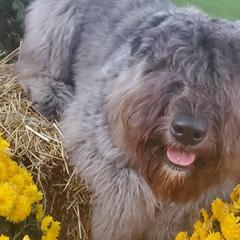 Bouvier des Flandres from Blue Sky Bouviers