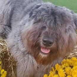 Bouvier des Flandres from Blue Sky Bouviers
