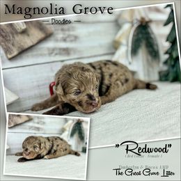 Redwood - Red Collar - female Australian Mountain Doodle puppy in Oxford, Alabama from Magnolia Grove Doodles