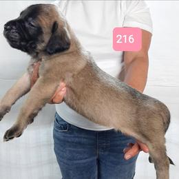 AKC PUP 216 - Fawn female Mastiff puppy in Ava, Missouri from Ozark Mountain Mastiffs