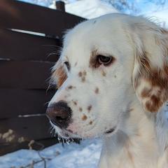 Zuri - English Setter