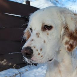 Zuri - English Setter