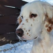 Zuri - English Setter