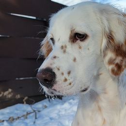 Zuri - English Setter