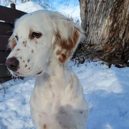 Zuri - English Setter