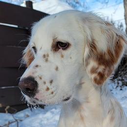 Zuri - English Setter