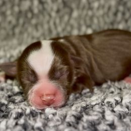 Peaches - Red tri female Miniature Australian Shepherd puppy in Michie, Tennessee from Acton Aussies
