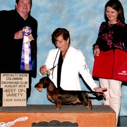 Chance - Dachshund