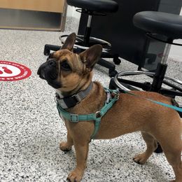 French Bulldog All Grown Up from YSetteL French Bulldogs