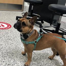 French Bulldog All Grown Up from YSetteL French Bulldogs