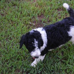 Poodle Puppies from Piney Woods Standard Poodles