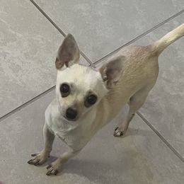 Short hair chihuahua - Chihuahua