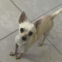 Short hair chihuahua - Chihuahua