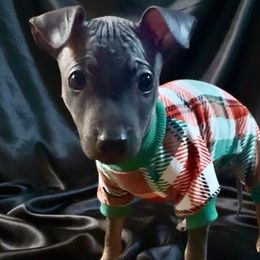 Onyx - White and black male American Hairless Terrier puppy in Atlanta, Georgia from Royal Flush Kennels