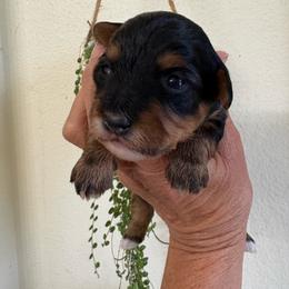 Little Lacy Mae - Tri-color female Yorkipoo puppy in Carlotta, California from Lost Coast Poodles and Doodles