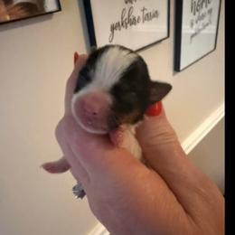 Quiver - Parti female Yorkipoo puppy in Florence, Kentucky from 4paws4ever by Design